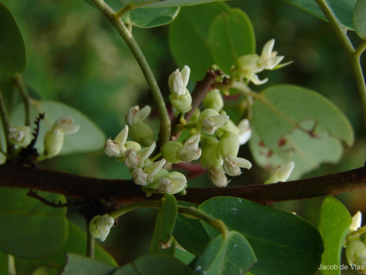 Dalbergia candenatensis